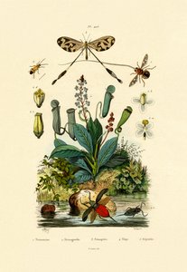 Thread-winged Antlion by French School